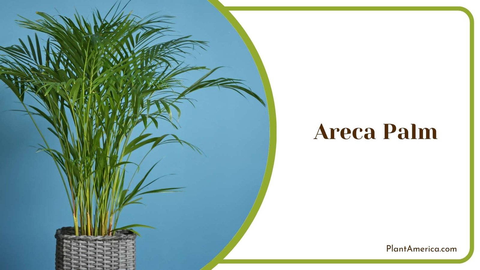 Images Of Areca Palm Plant America Images Of Areca Palm Plant America