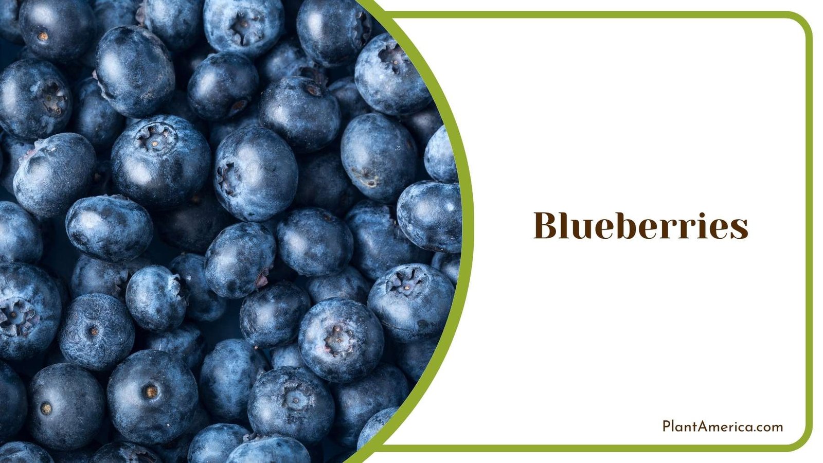 Images Of Blueberries Plant America