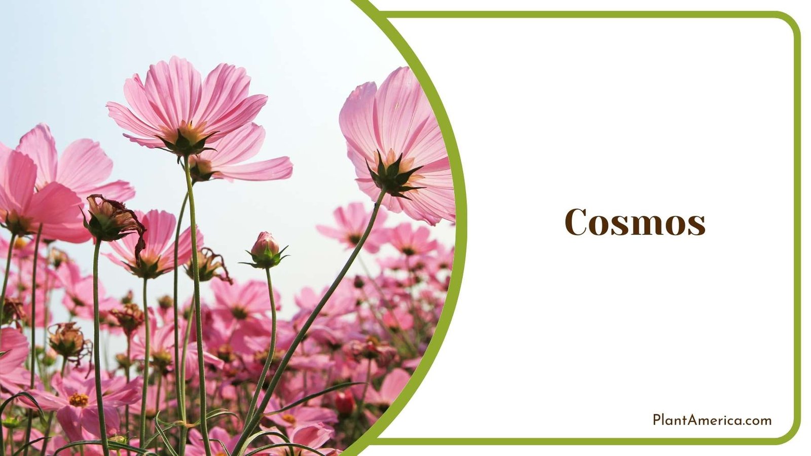 Images Of Cosmos Plant America