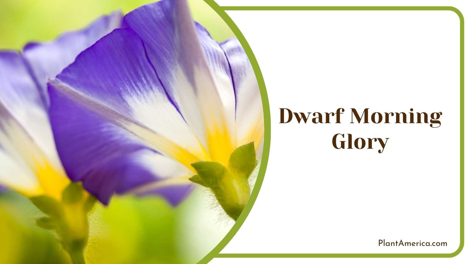Images Of Dwarf Morning Glory Plant America Images Of Dwarf Morning Glory Plant America