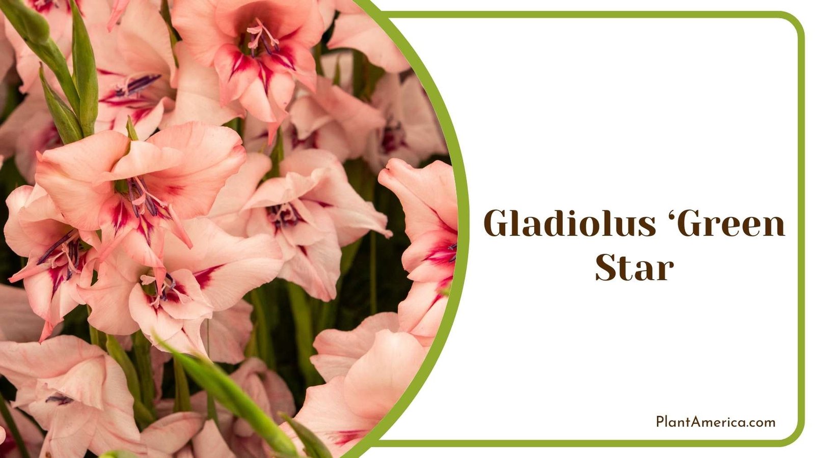 Images Of Gladiolus Green Star Plant America