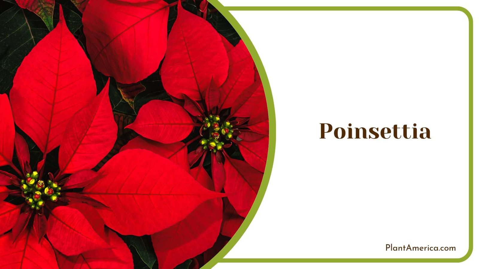 Images Of Poinsettia Plant America