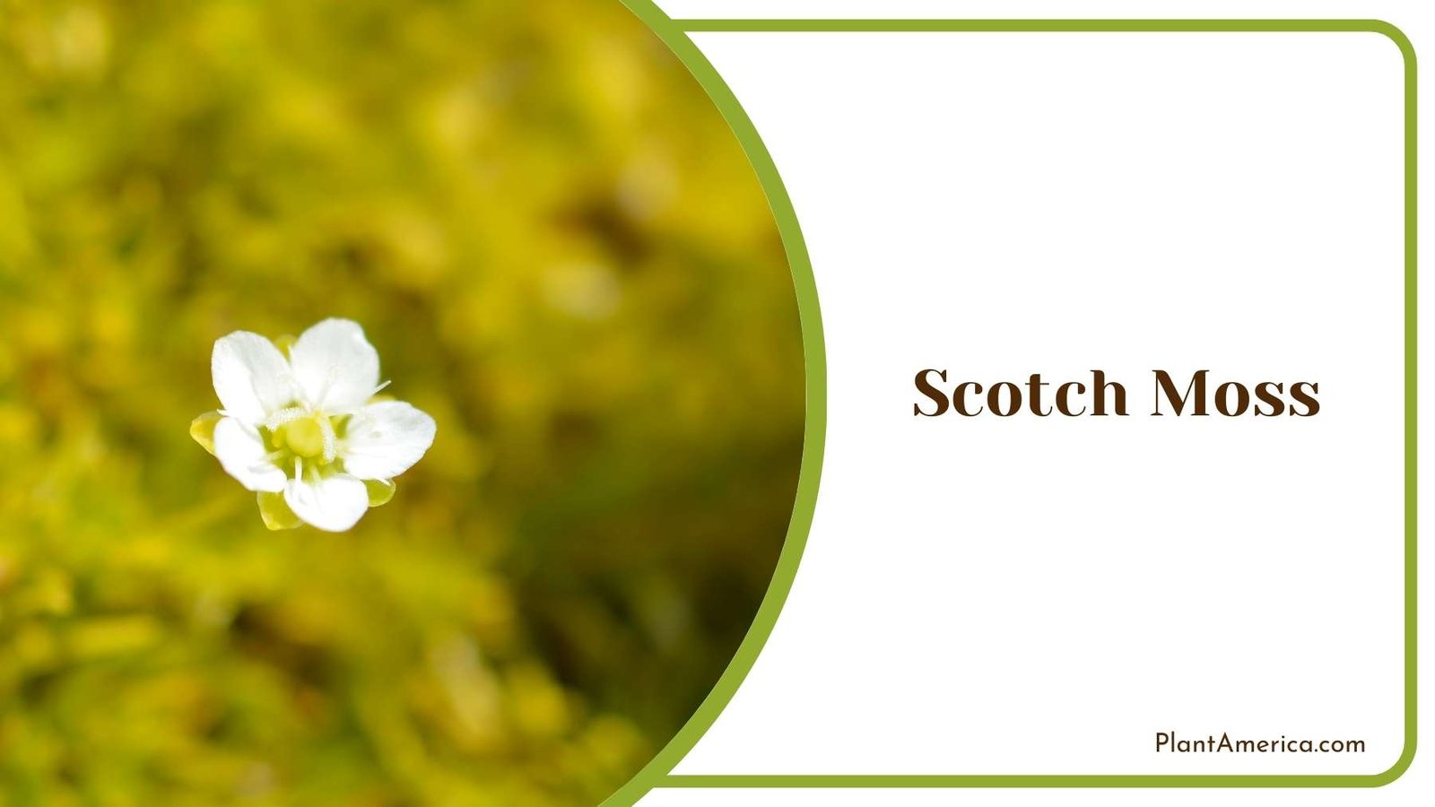 Images Of Scotch Moss Plant America Images Of Scotch Moss Plant America