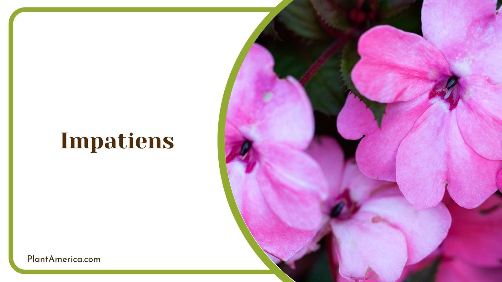 Impatiens Close Up Plant America