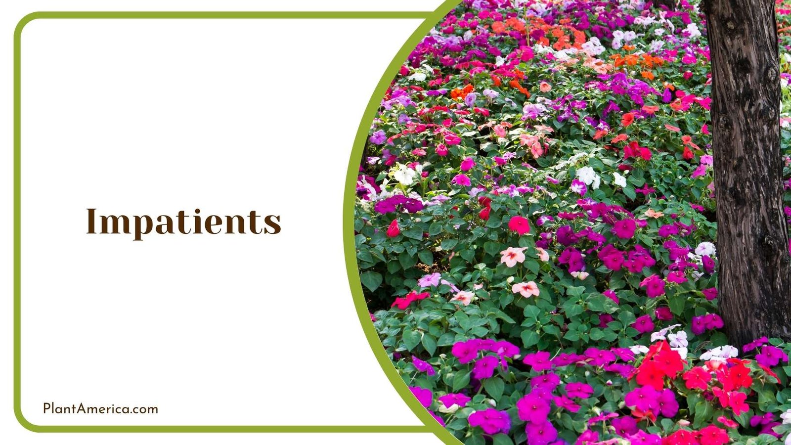 Impatients Flowers In Jungle Plant America