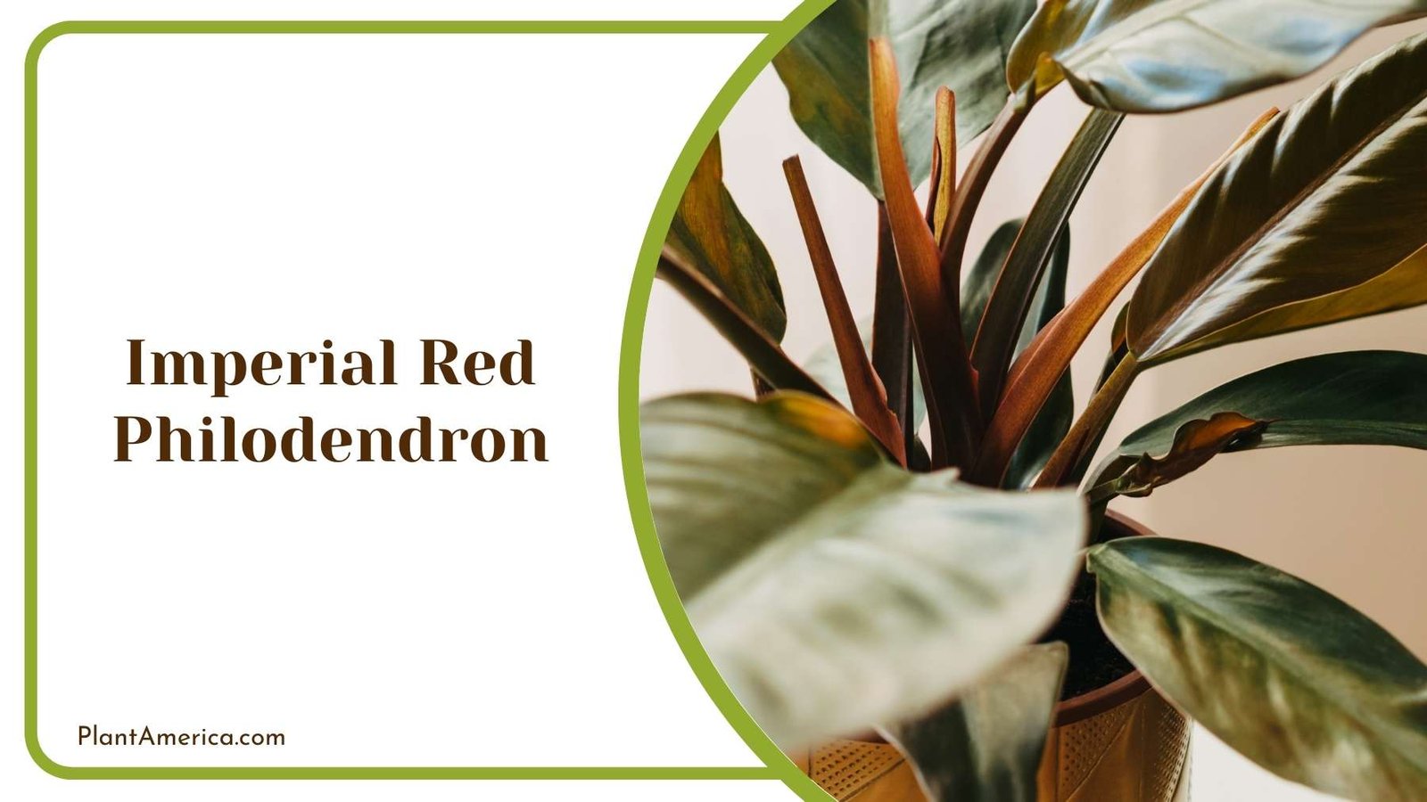 Imperial Red Philodendron Close Look Plant America
