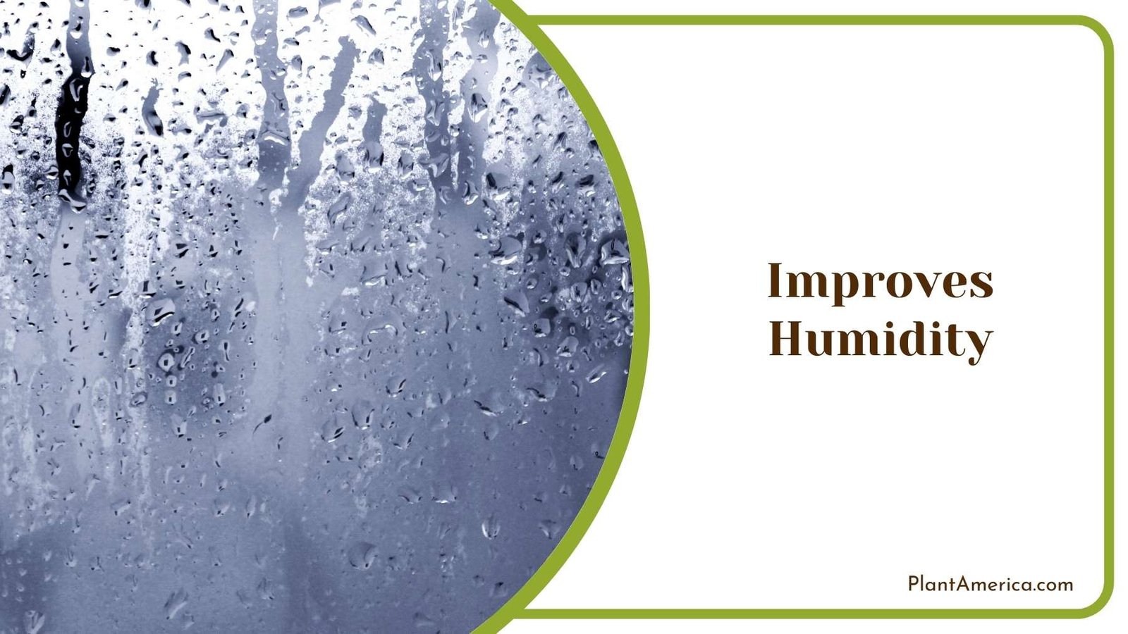 Improves Humidity Plant America