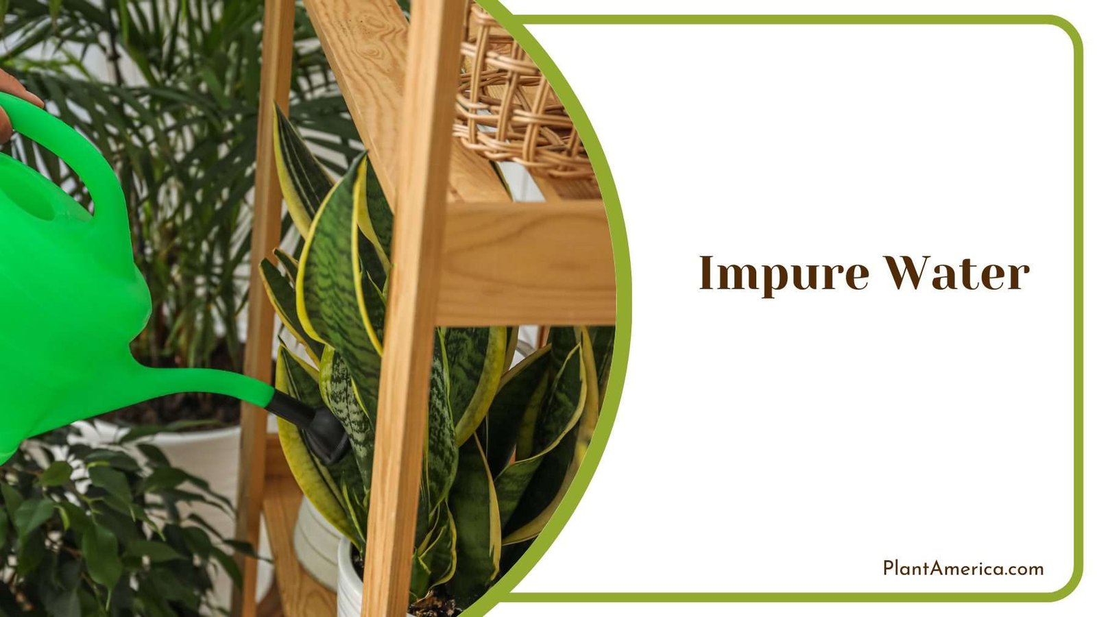 Impure Water for Snake Plants Plant America