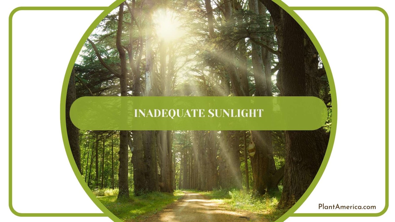 Inadequate Sunlight In Jungle Plant America