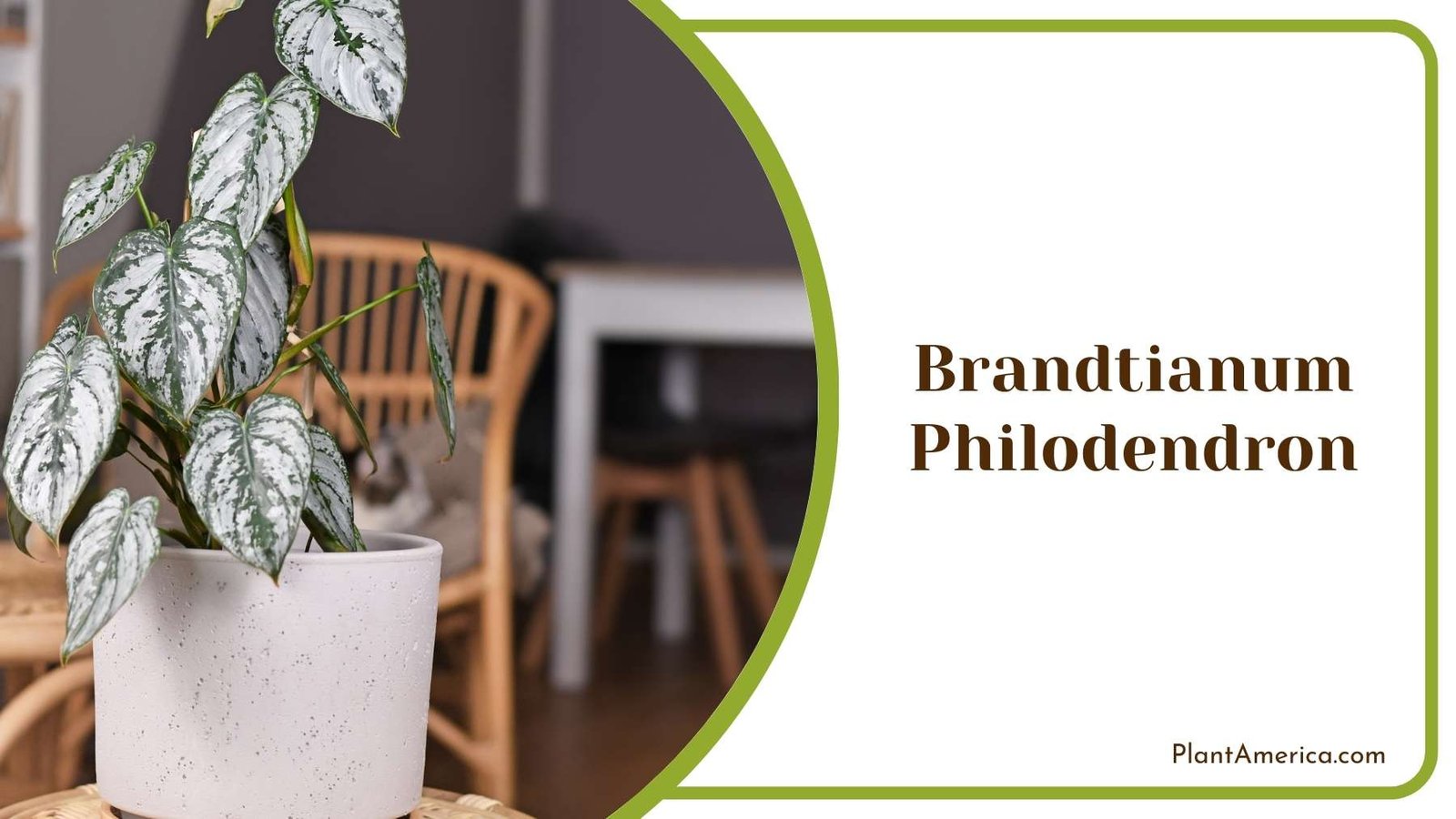 Indoor Plant Brandtianum Philodendron Plant America