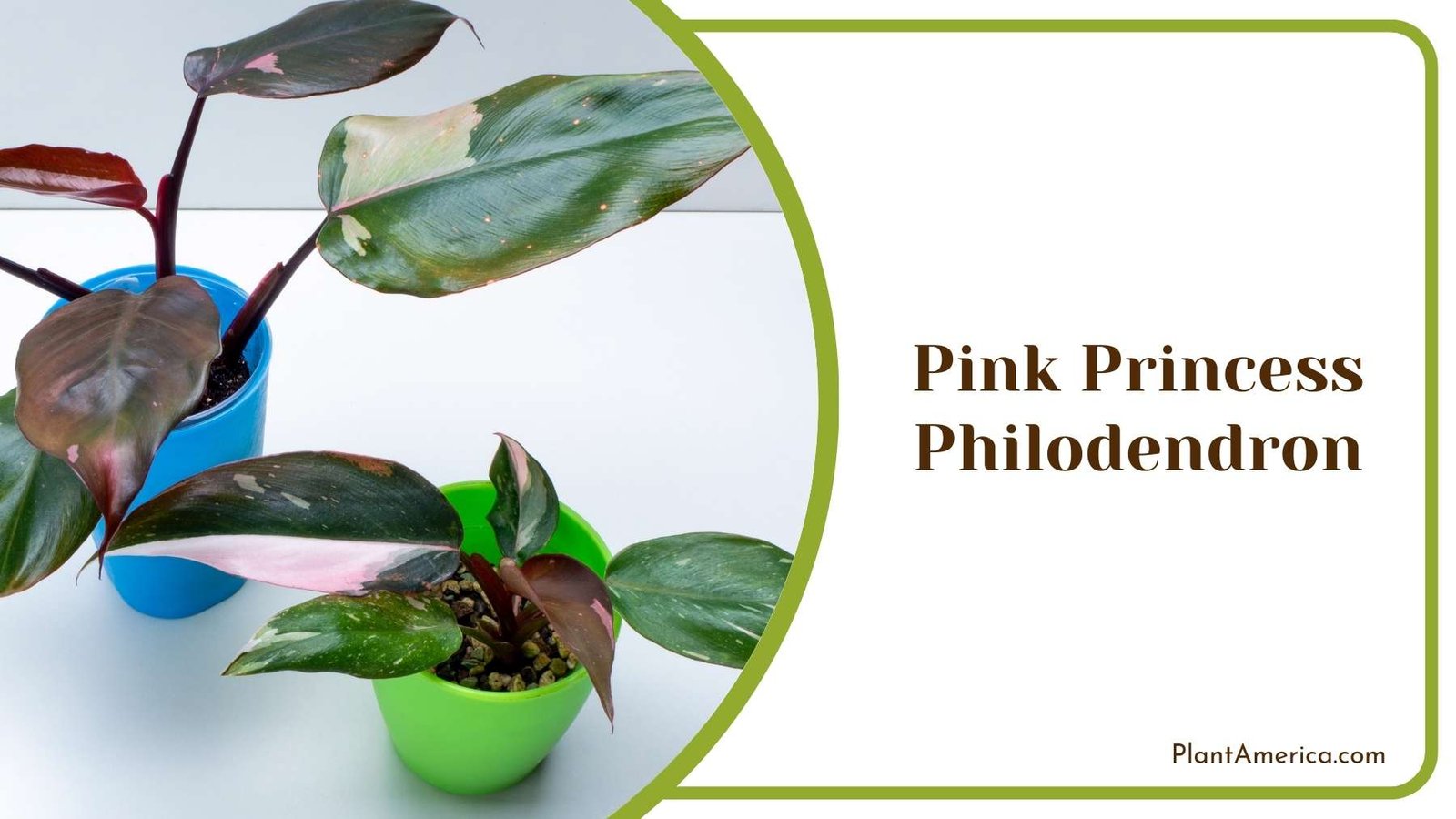 Indoor Plant Pink Princess Philodendron Plant America