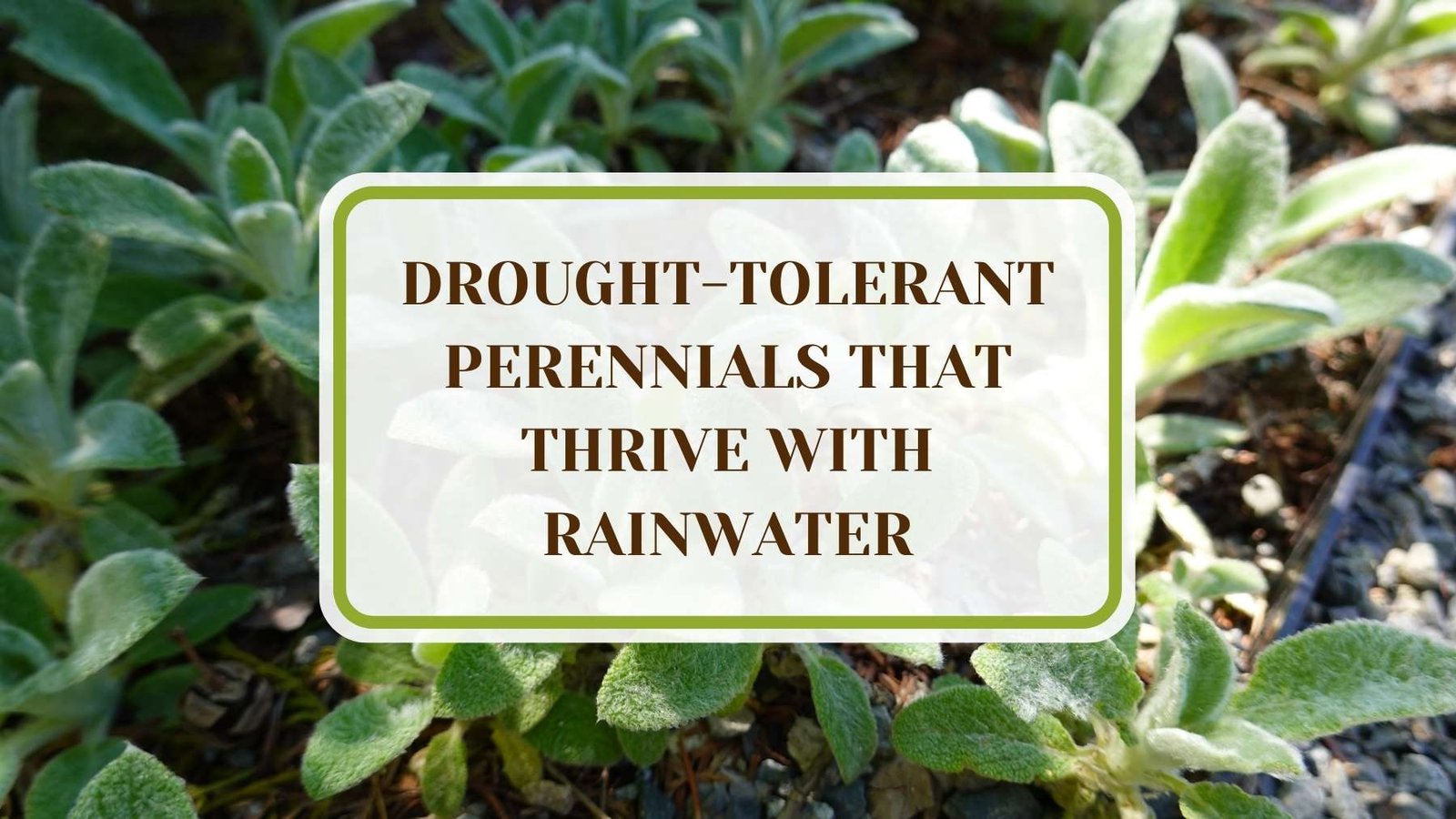 Informative Article On Drought tolerant Perennials That Thrive With Rainwater Plant America 21 Drought-tolerant Perennials That Thrive With Rainwater