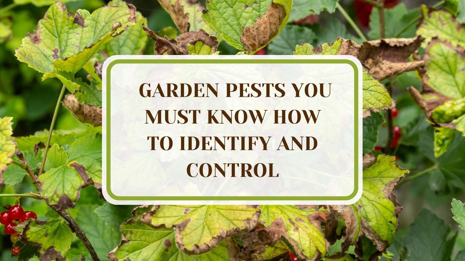 Informative Article On Garden Pests You Must Know How To Identify and Control Plant America 19 Garden Pests You Must Know How to Identify and Control