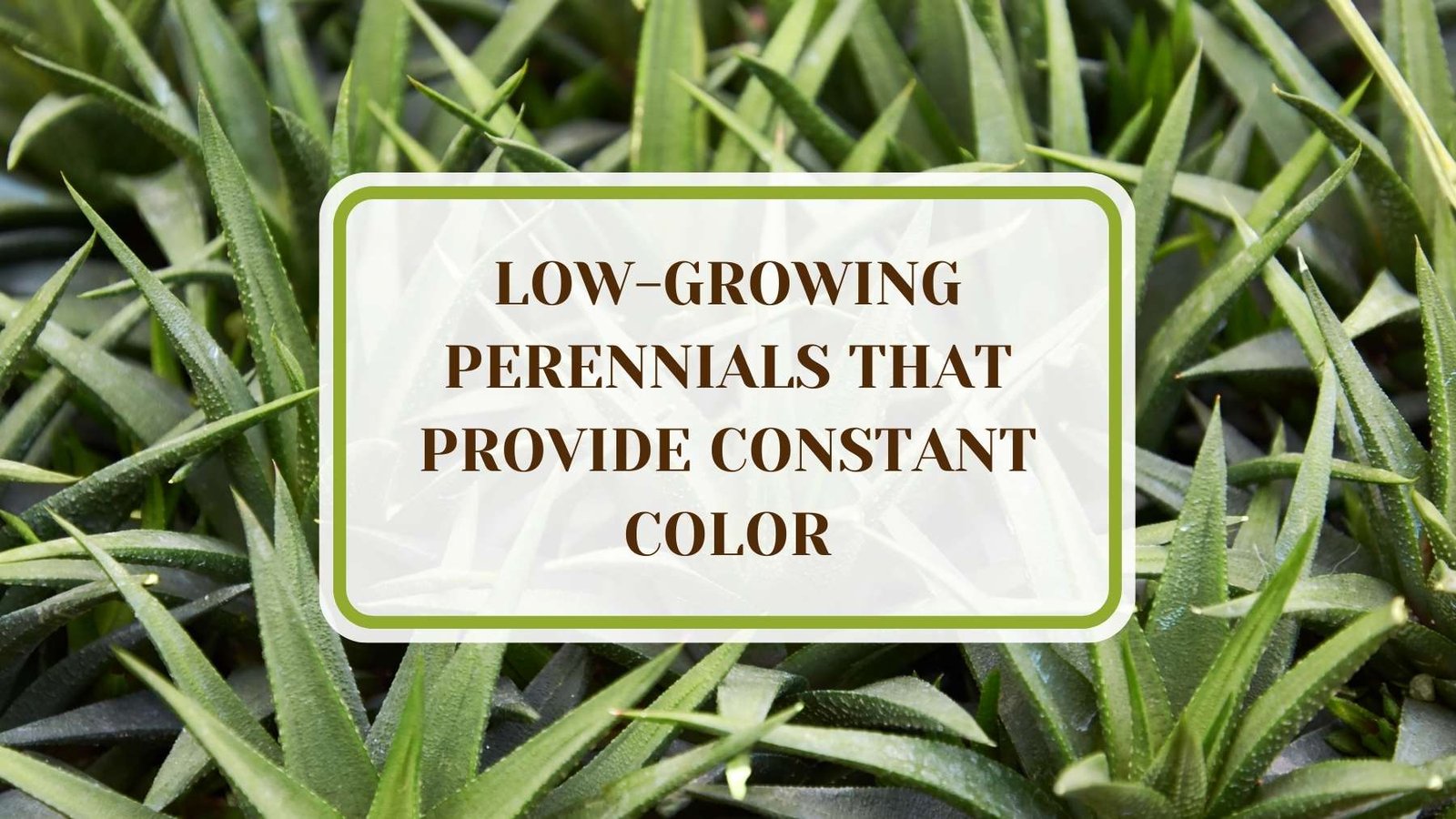 Informative Article On Low Growing Perennials that Provide Constant Color Plant America 29 Low-Growing Perennials that Provide Constant Color