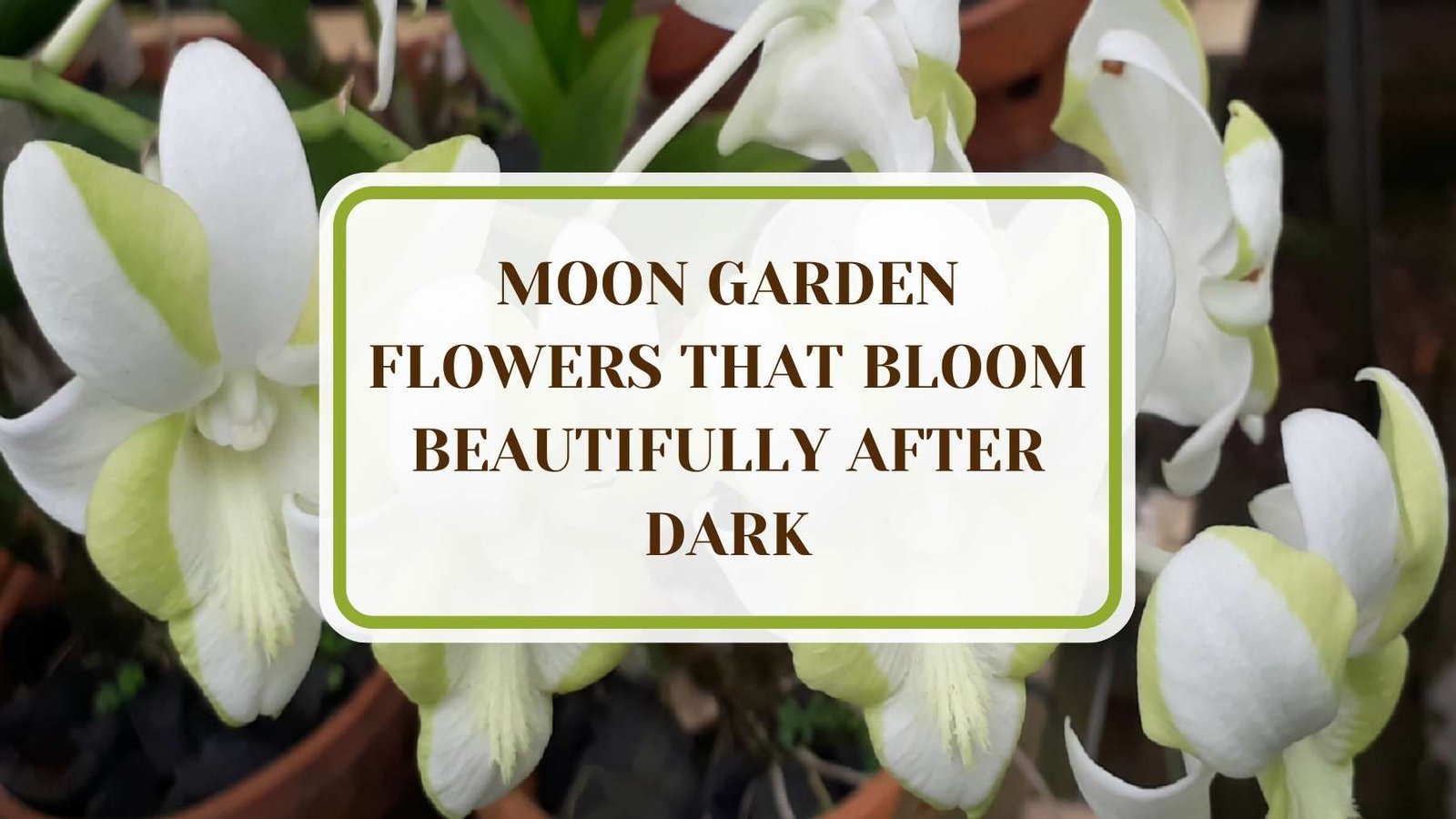 Informative Article On Moon Garden Flowers that Bloom Beautifully After Dark Plant America 22 Moon Garden Flowers that Bloom Beautifully After Dark