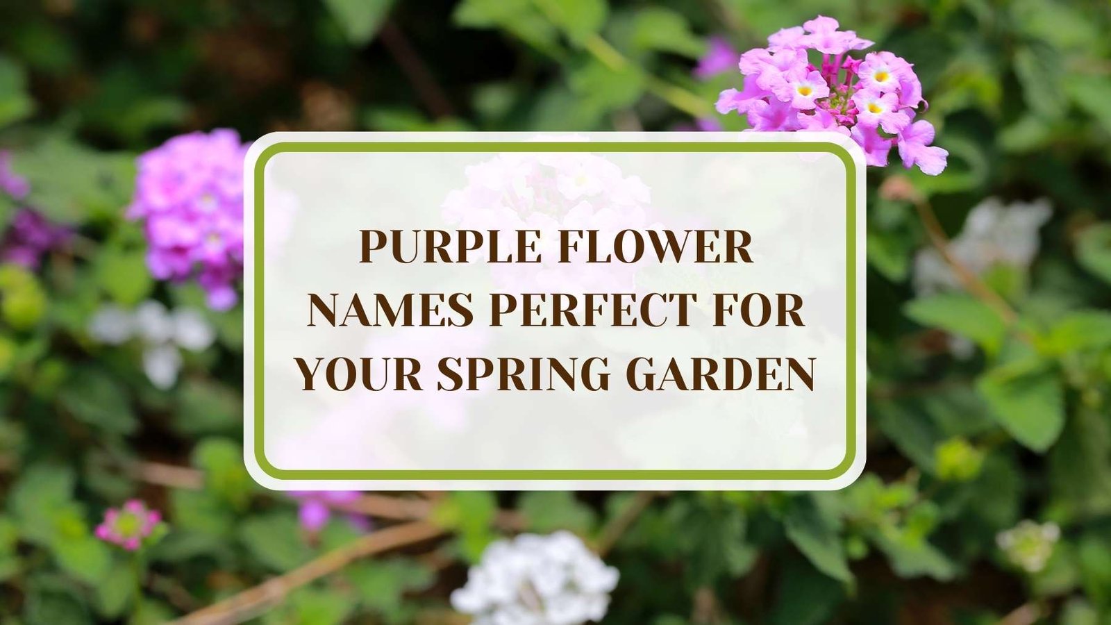 Informative Article On Purple Flower Names Perfect for Your Spring Garden Plant America 24 Purple Flower Names Perfect for Your Spring Garden