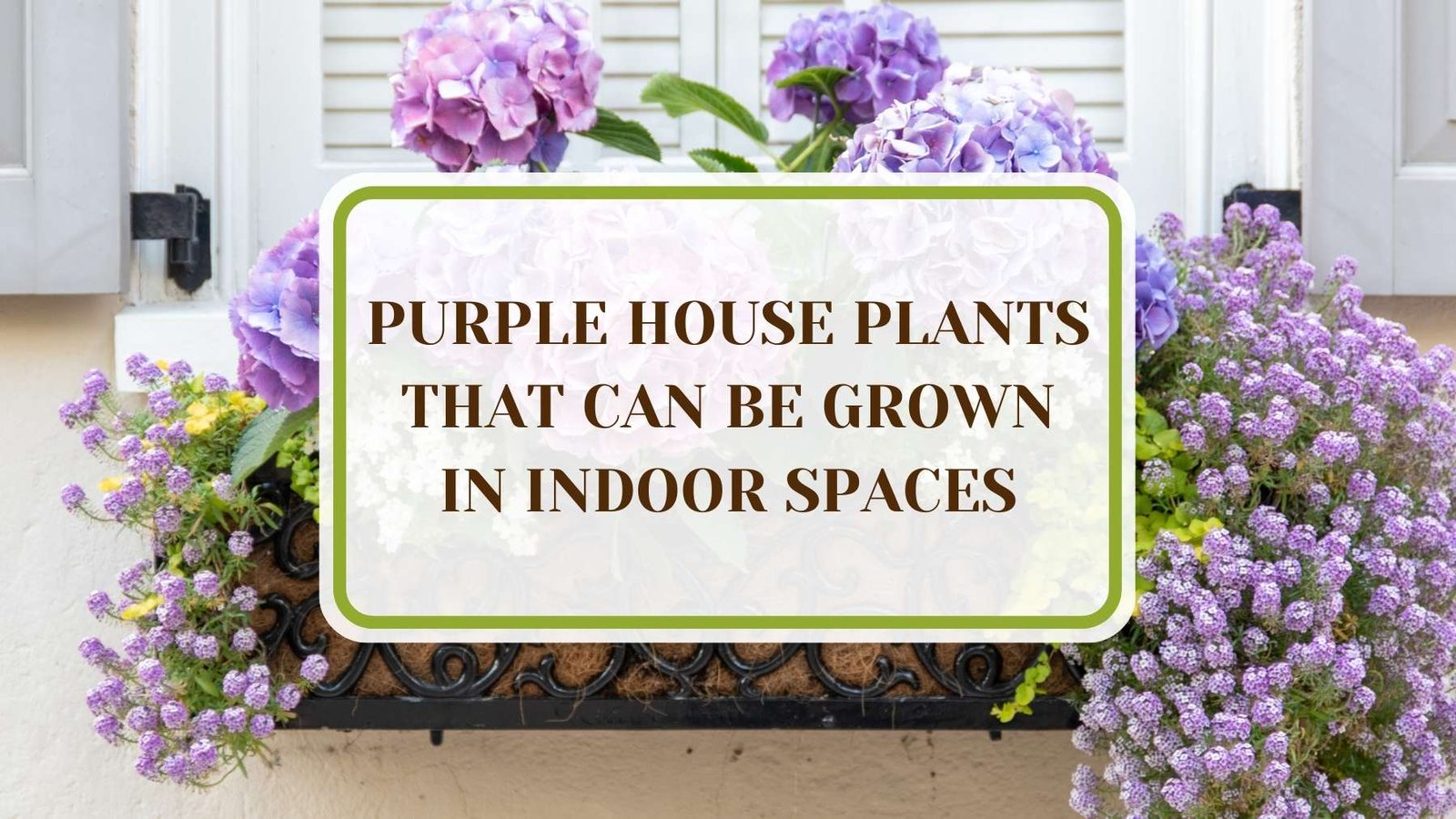 Informative Article On Purple House Plants That Can Be Grown In Indoor Spaces Plant America 20 Purple House Plants That Can Be Grown In Indoor Spaces