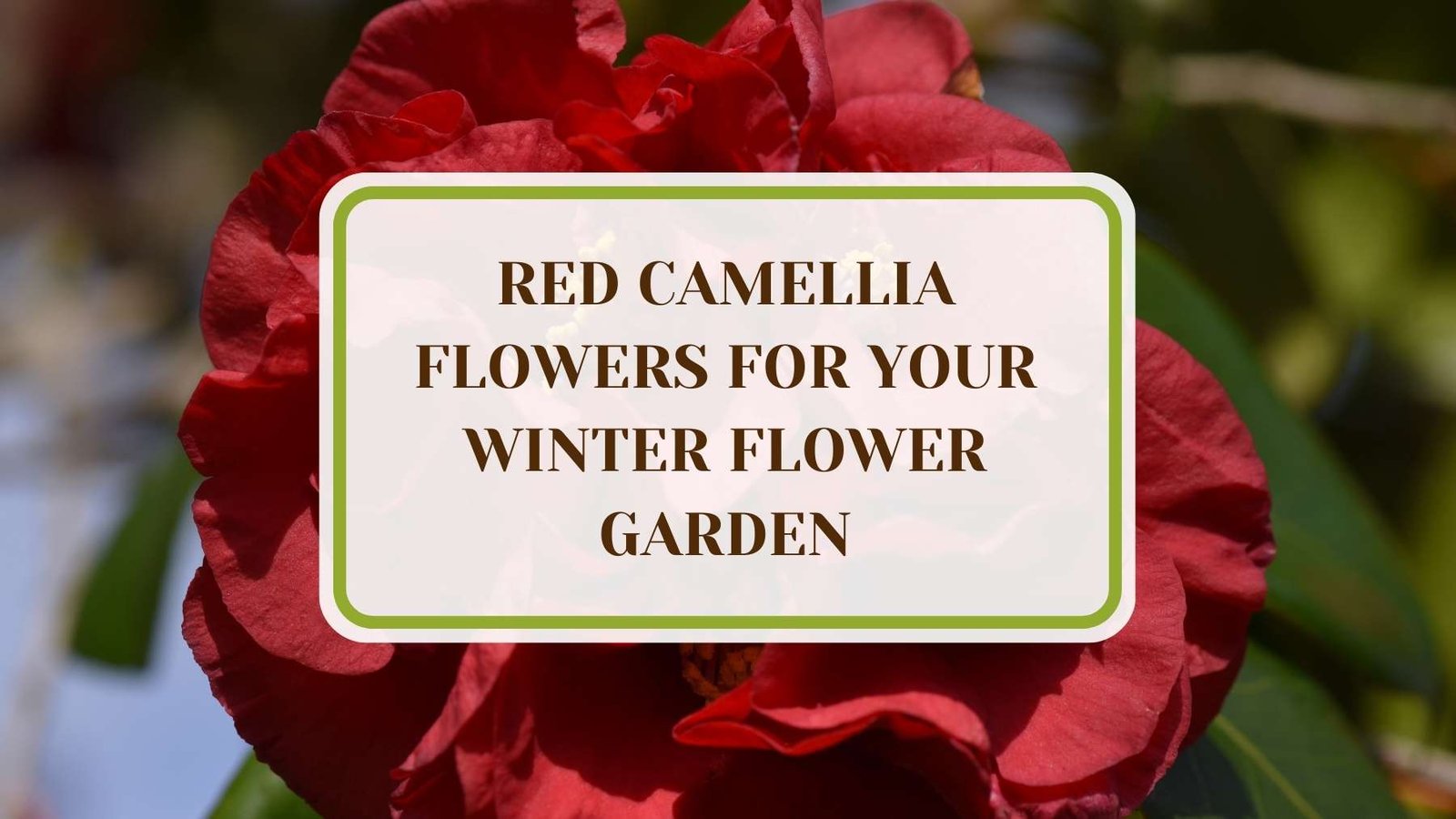 Informative Article On Red Camellia Flowers for Your Winter Flower Garden Plant America 11 Red Camellia Flowers for Your Winter Flower Garden