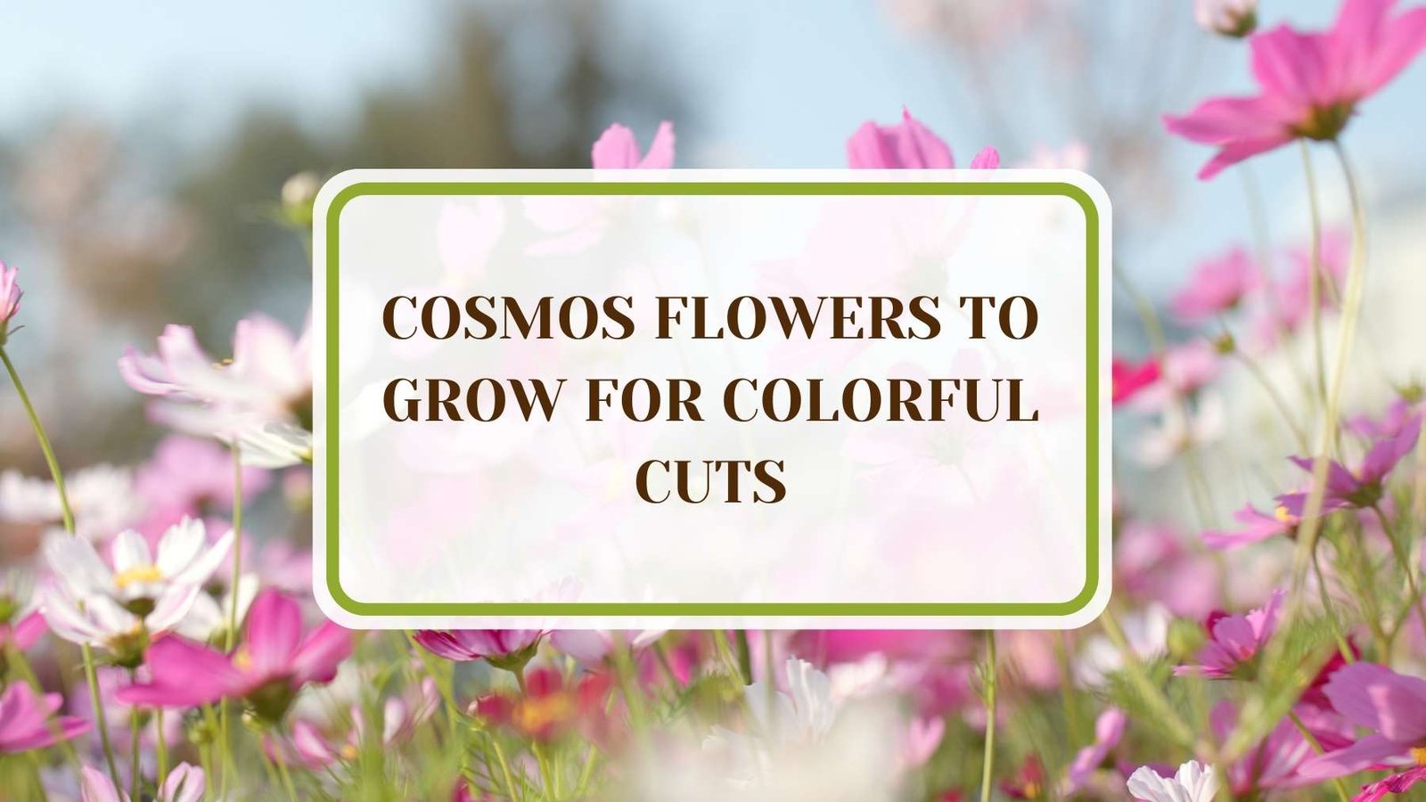 Informative Article On Types of Cosmos Flowers to Grow for Colorful Cuts Plant America 16 Types of Cosmos Flowers to Grow for Colorful Cuts