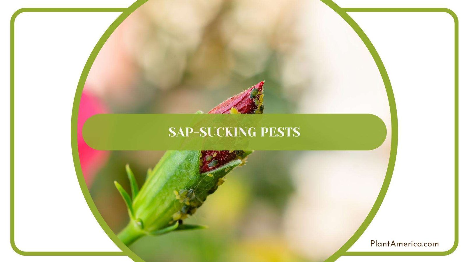 Insects While Sap Sucking A Flower Plant America