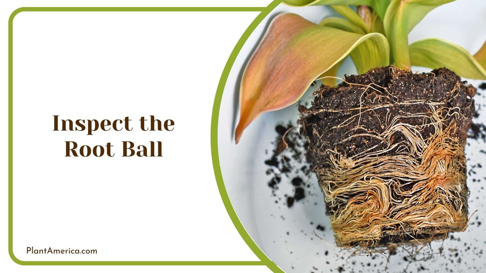 Inspect the Root Ball Plant America