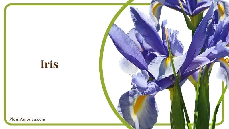 Iris Blooms Plant America Iris Blooms Plant America