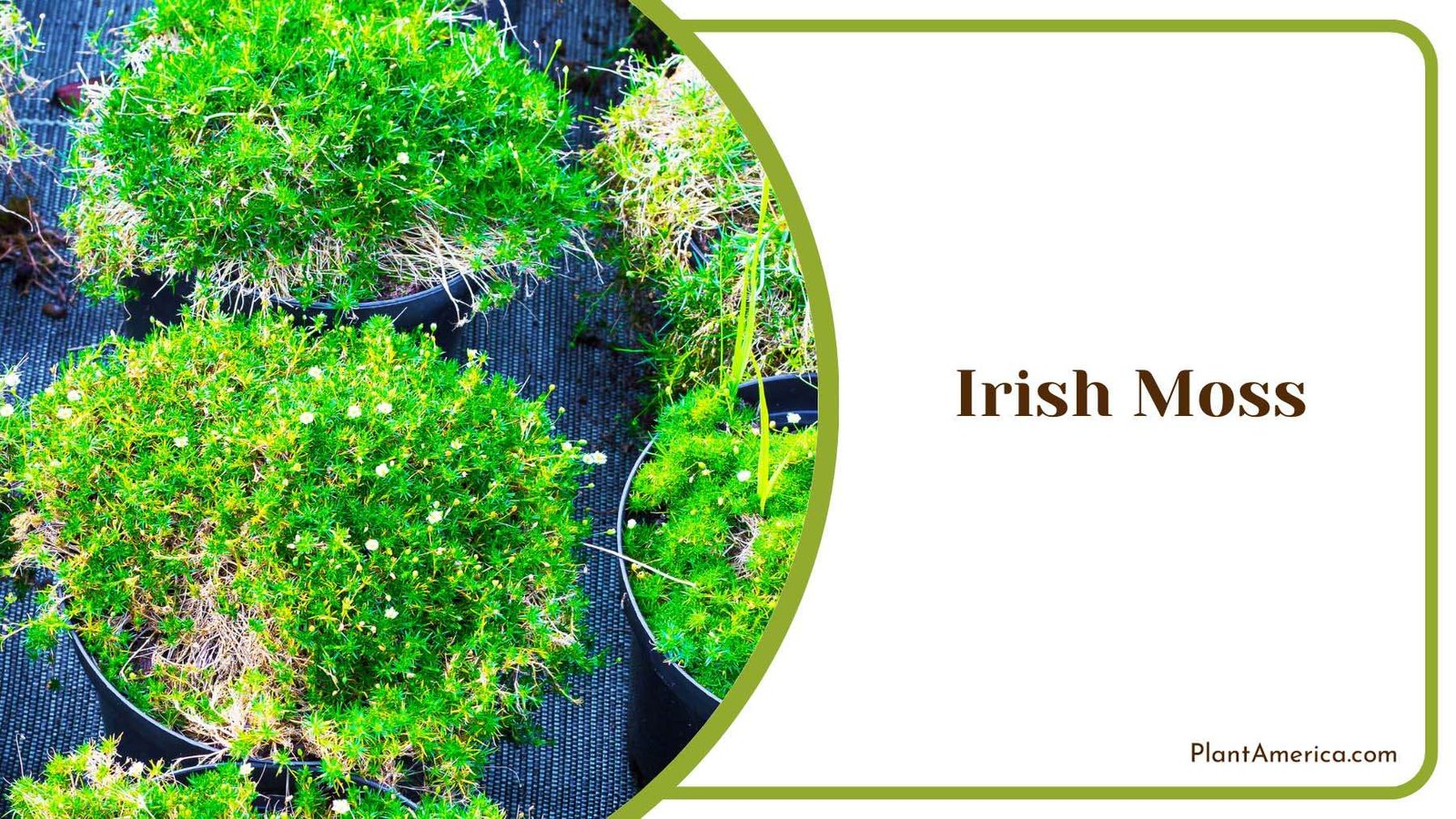 Irish Moss In A Pot Plant America