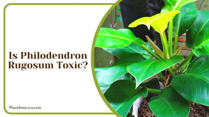 Is Philodendron Rugosum Toxic PlantAmerica