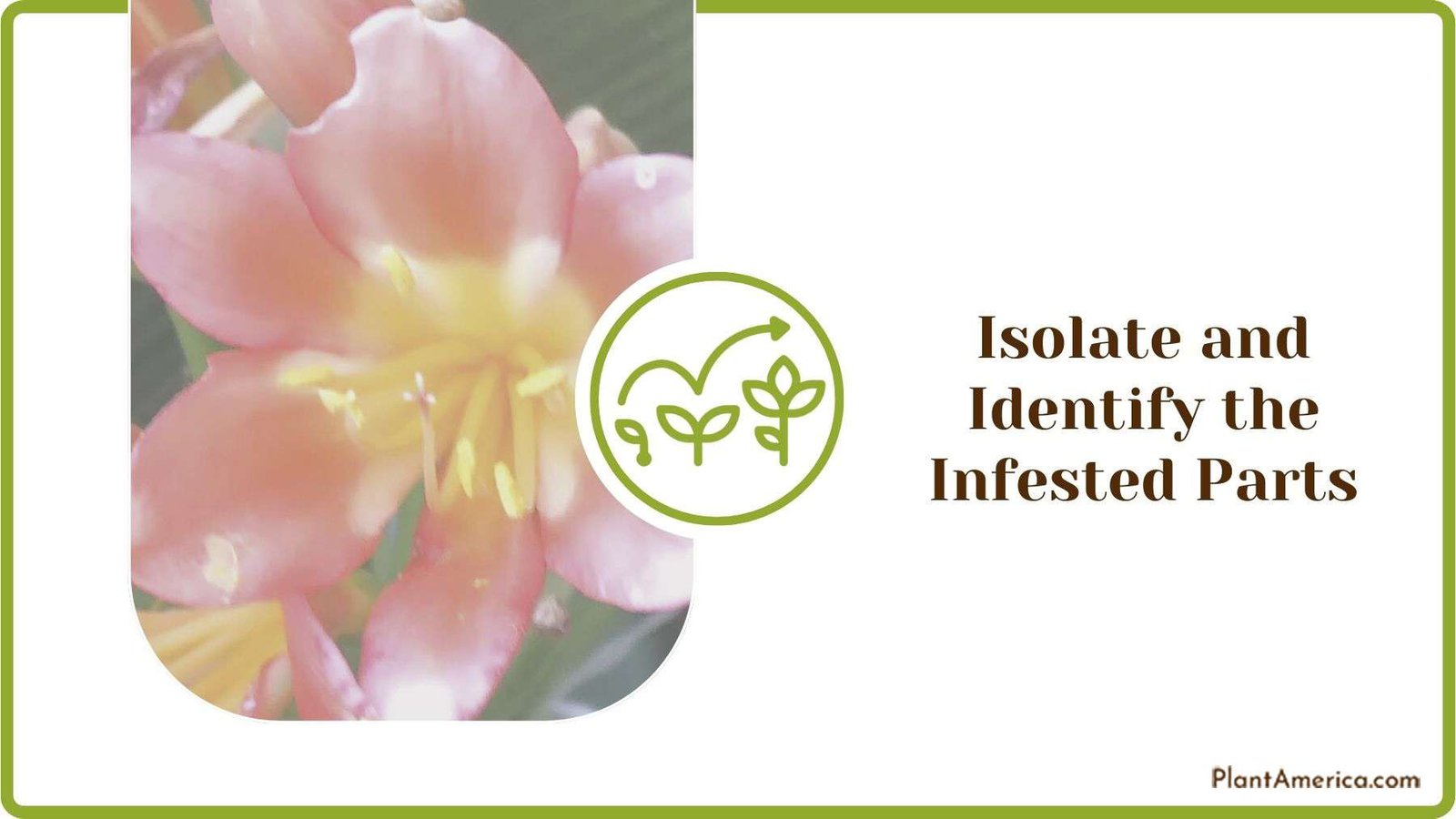 Isolating and Identifying the Infested Parts Plant America