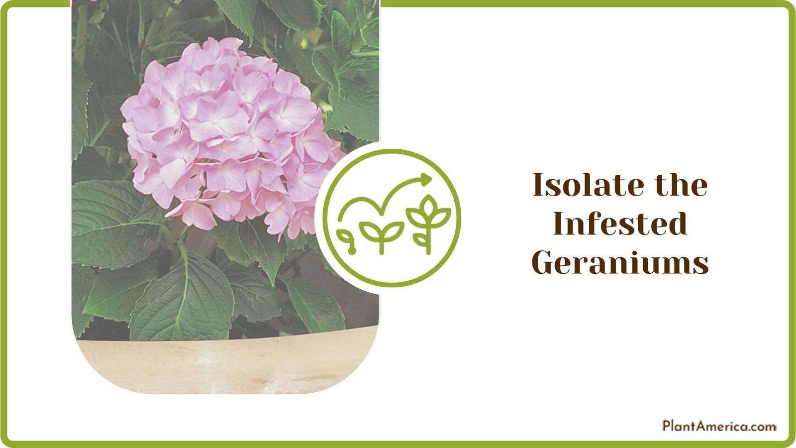 Isolating the Infested Geraniums Plant America