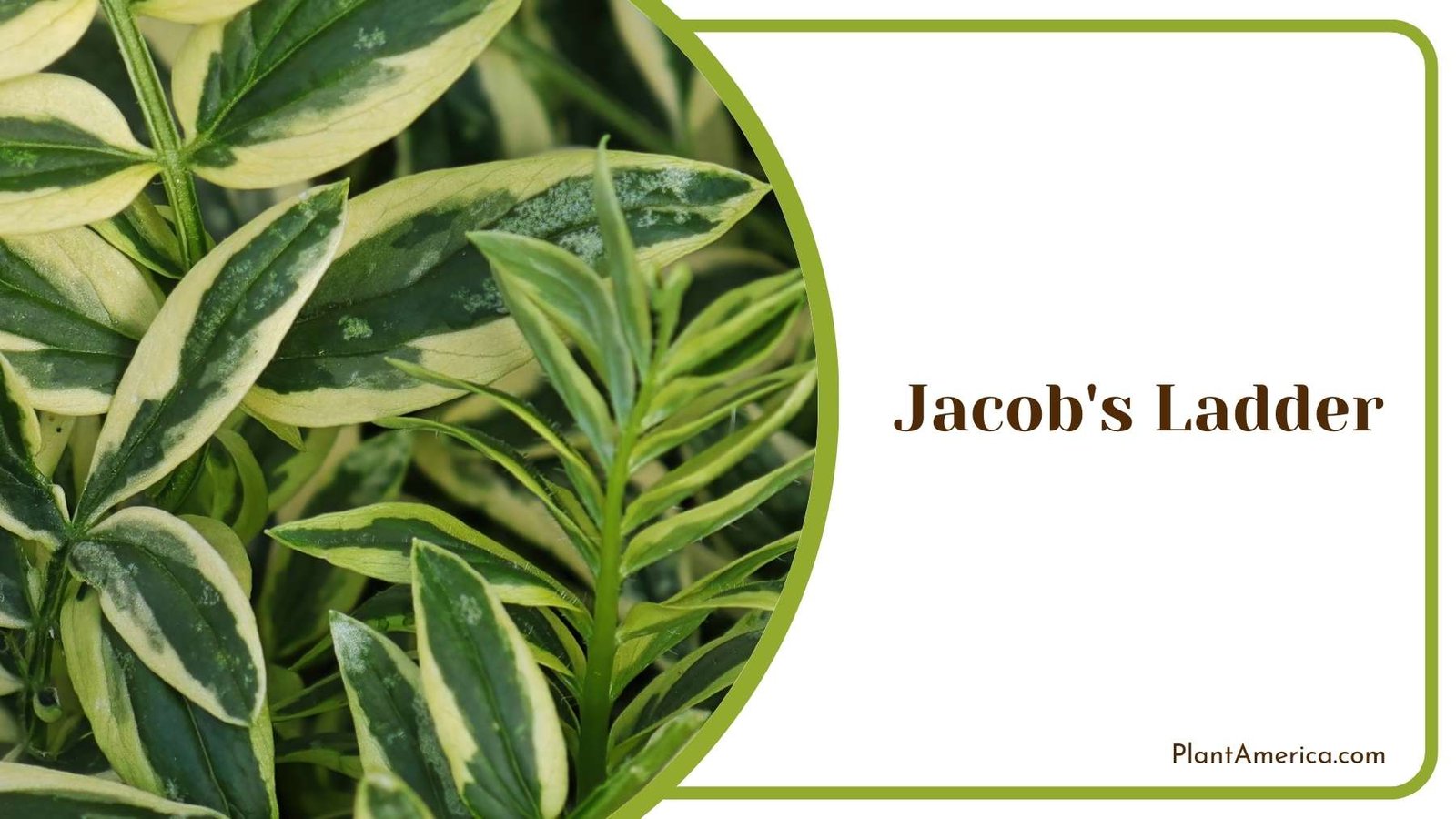 Jacob s Ladder In a Jungle Plant America
