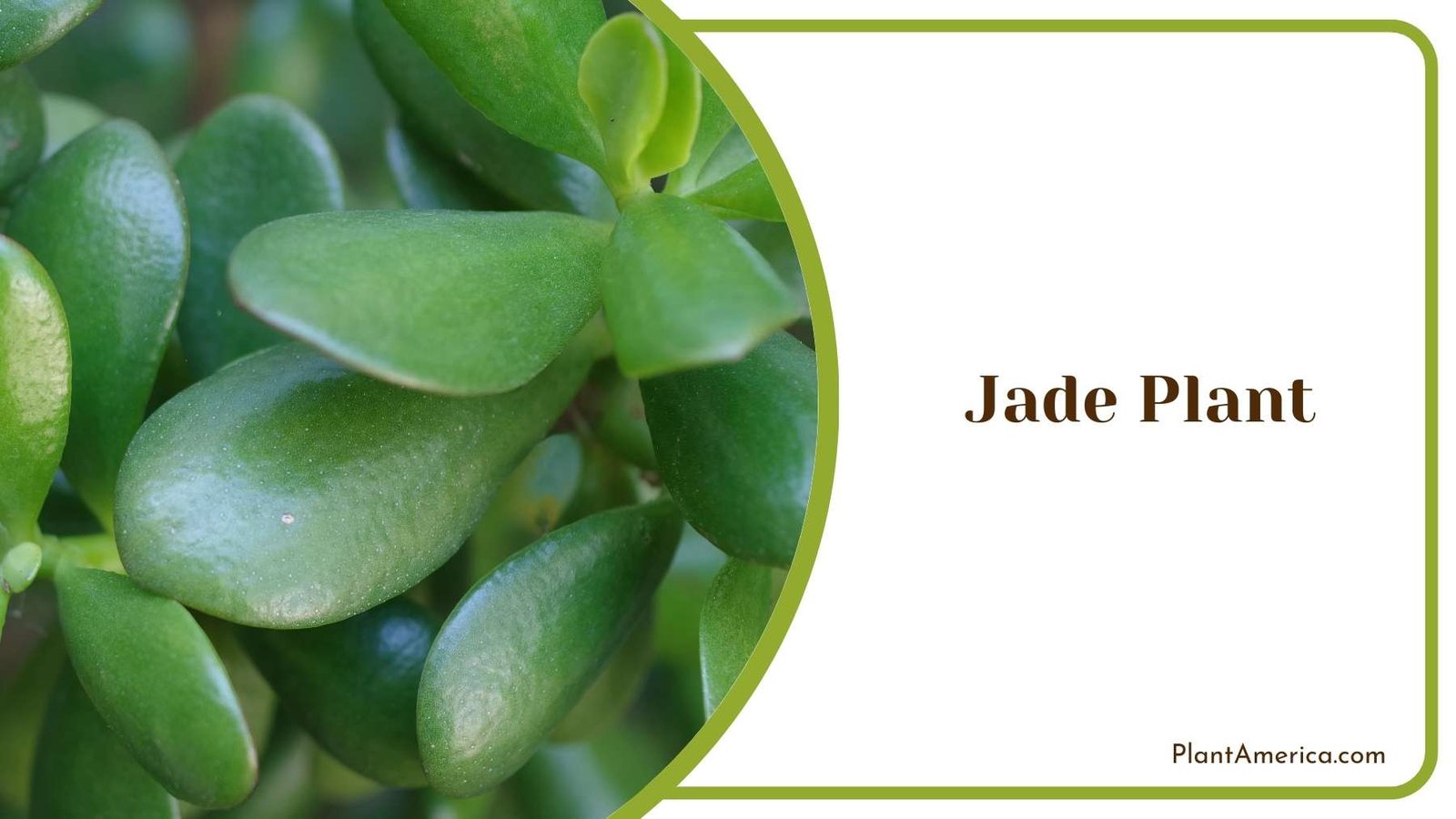Jade Plant Close Image Plant America