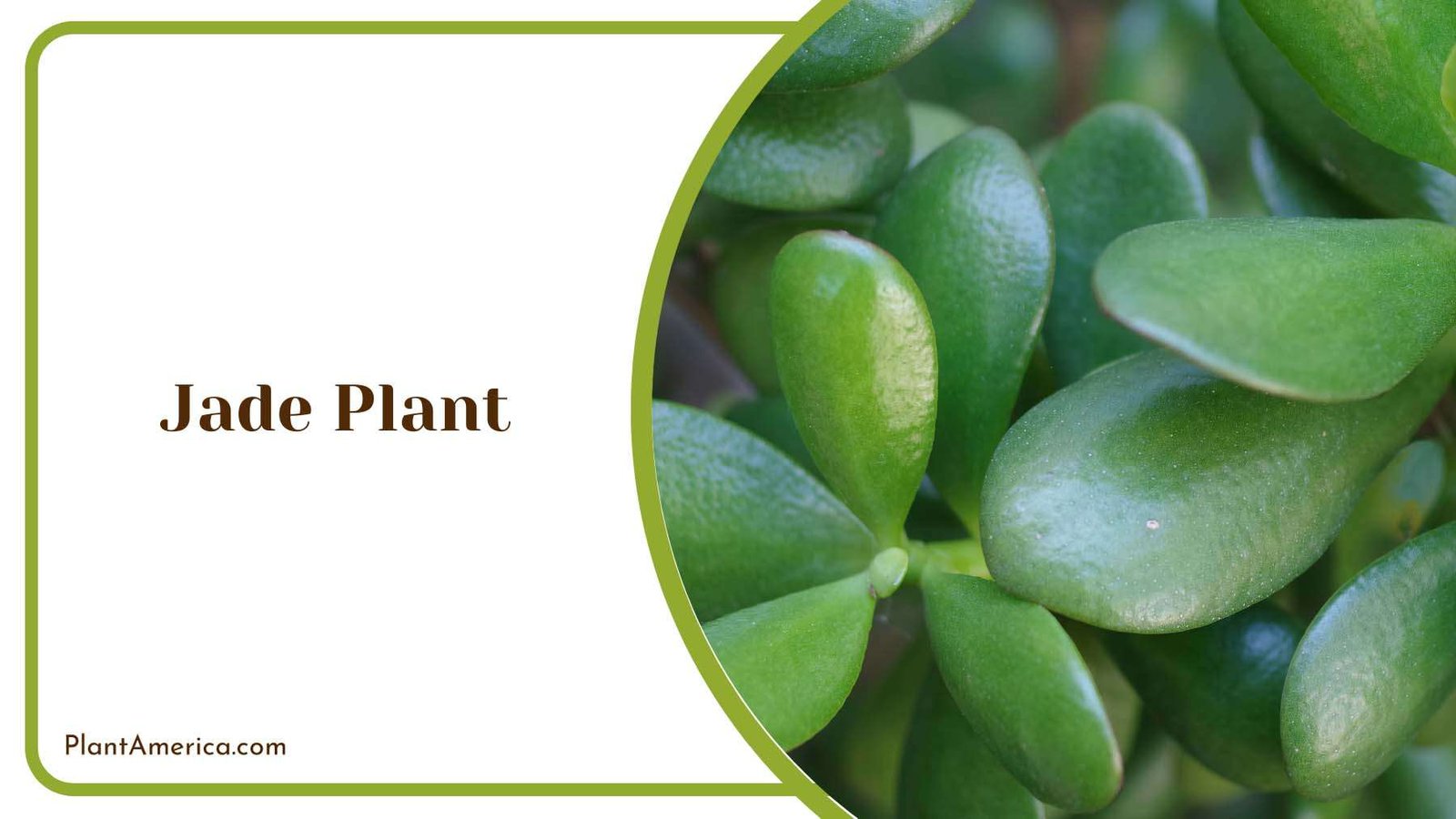 Jade Succulent Shrubs Plant America