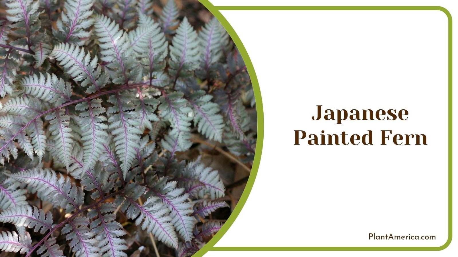 Japanese Painted Fern Picture Plant America