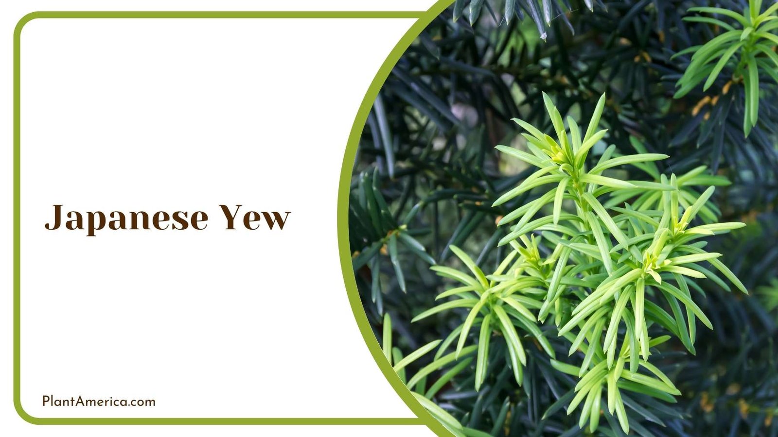 Japanese Yew Tree From Closer Look Plant America