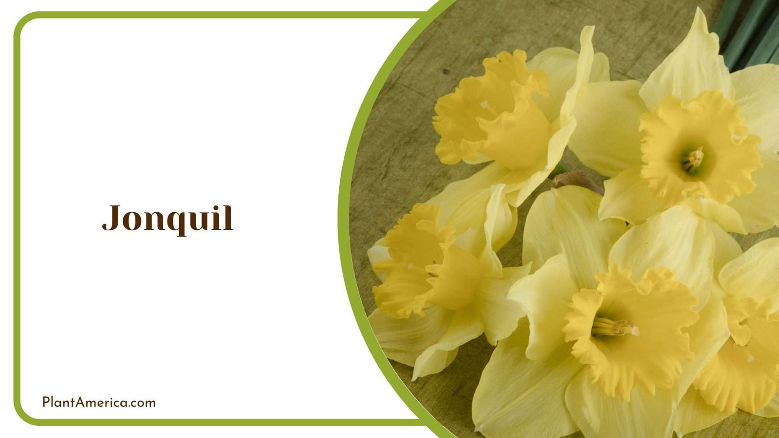 Jonquil Closer Look Plant America