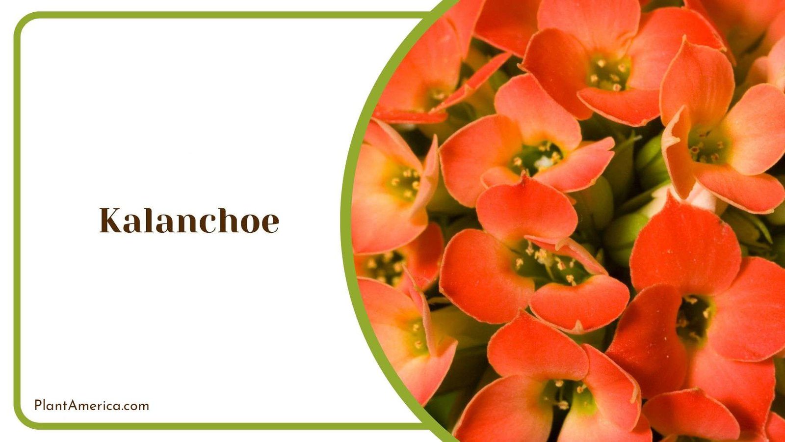Kalanchoe Growth Requirements Plant America