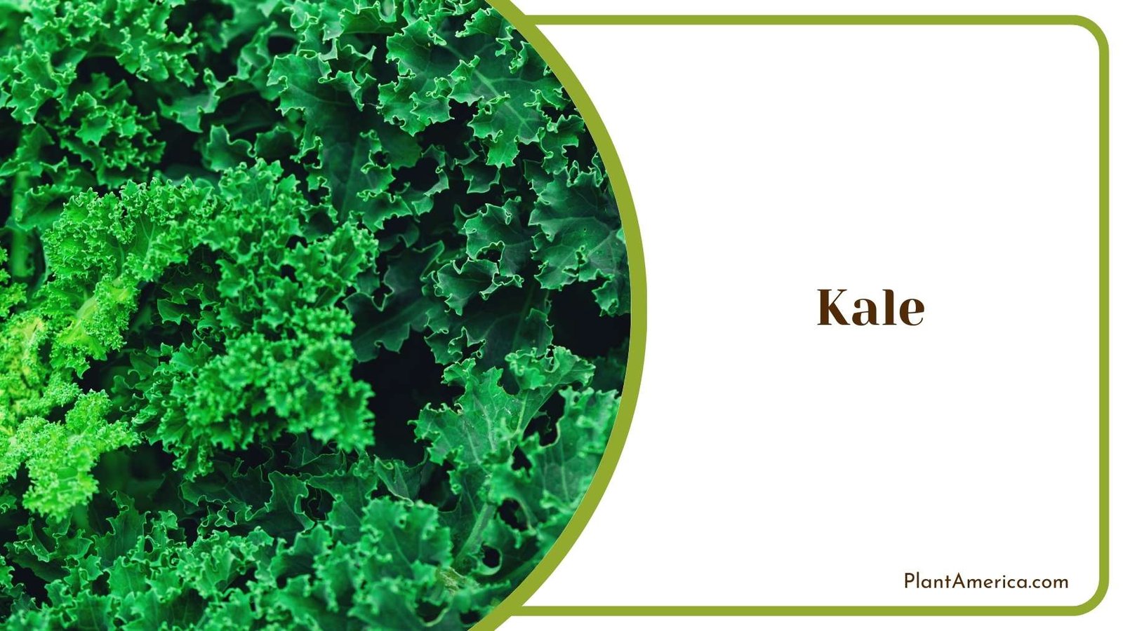 Kale Plant America