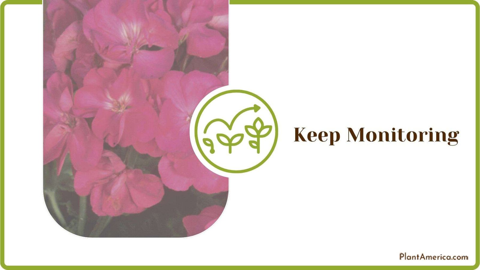 Keep Monitoring Gerinums Plants Plant America