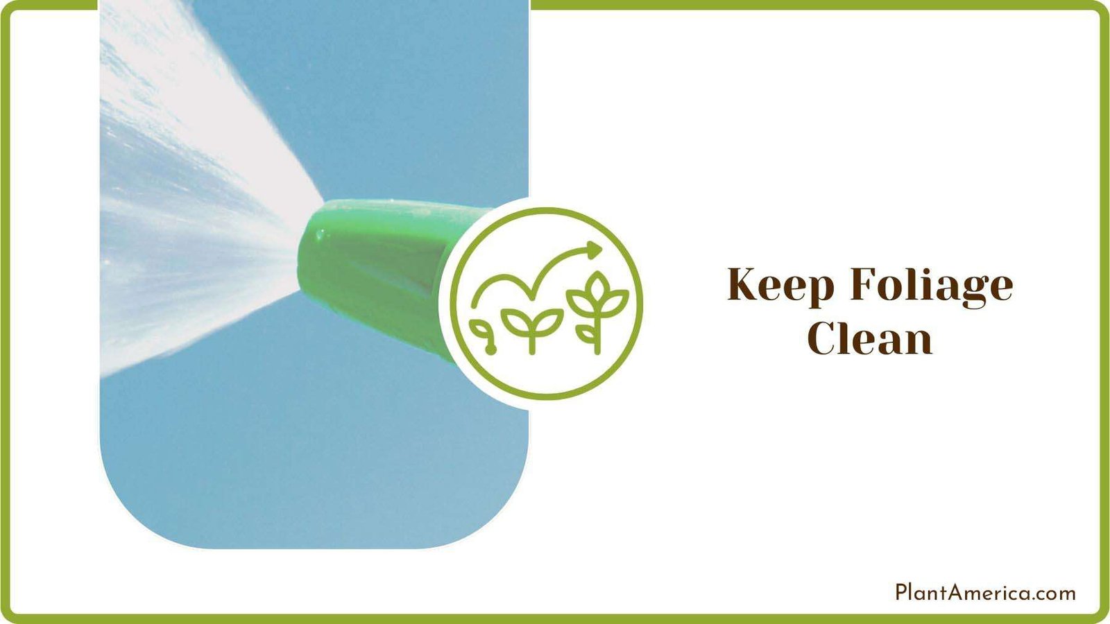 Keeping Foliage Clean PlantAmerica Keeping Foliage Clean PlantAmerica