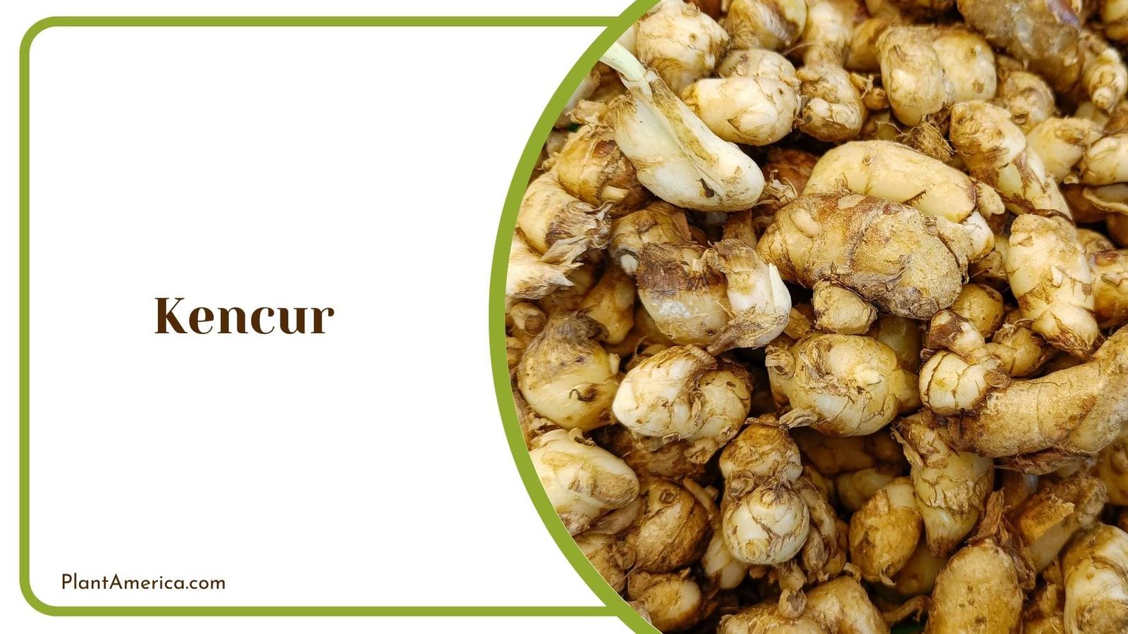 Kencur Root Plant America