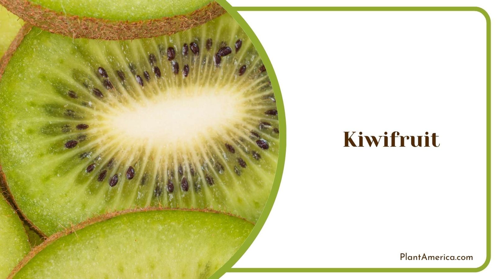 Kiwifruit Close Shot Plant America