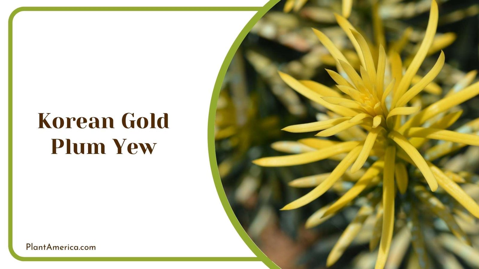 Korean Gold Plum Yew Plant Plant America