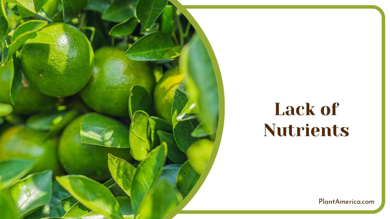 Lack of Tree Nutrients Plant America