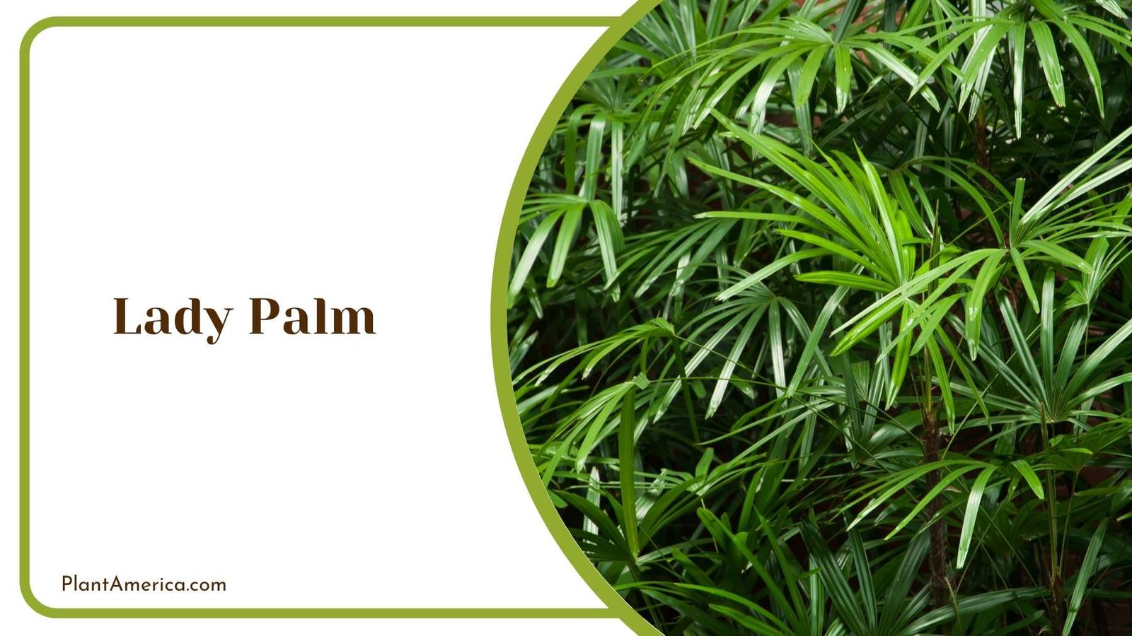 Lady Palm From Closer Look Plant America Lady Palm From Closer Look Plant America