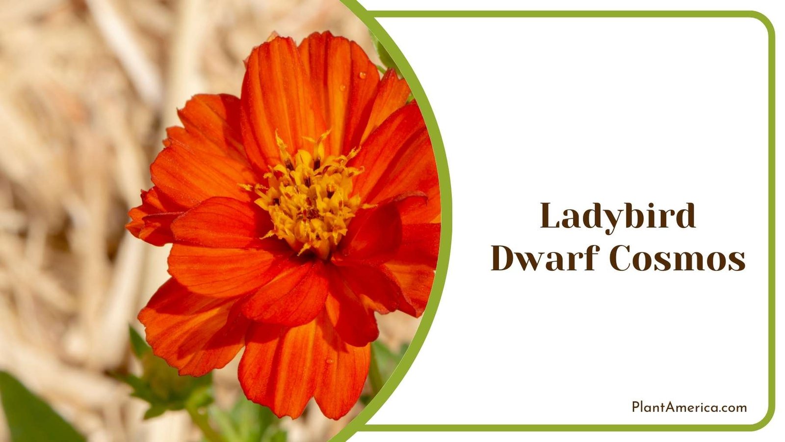 Ladybird Dwarf Cosmos Picture Plant America Ladybird Dwarf Cosmos Picture Plant America