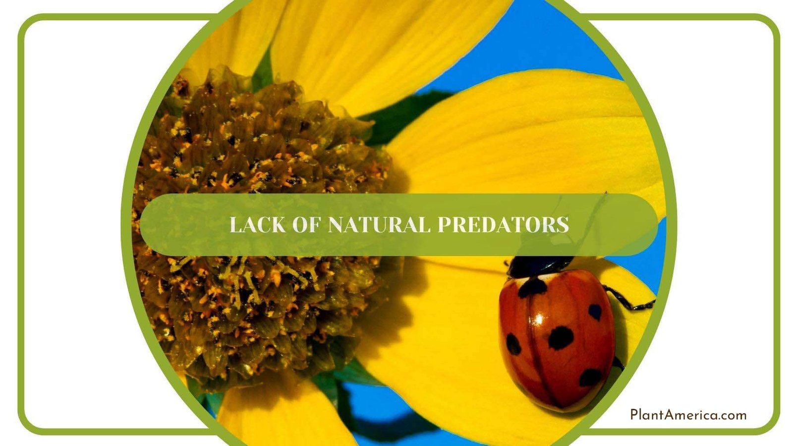 Ladybug A Killer of Many Bugs Sitting on a Sunflower PlantAmerica