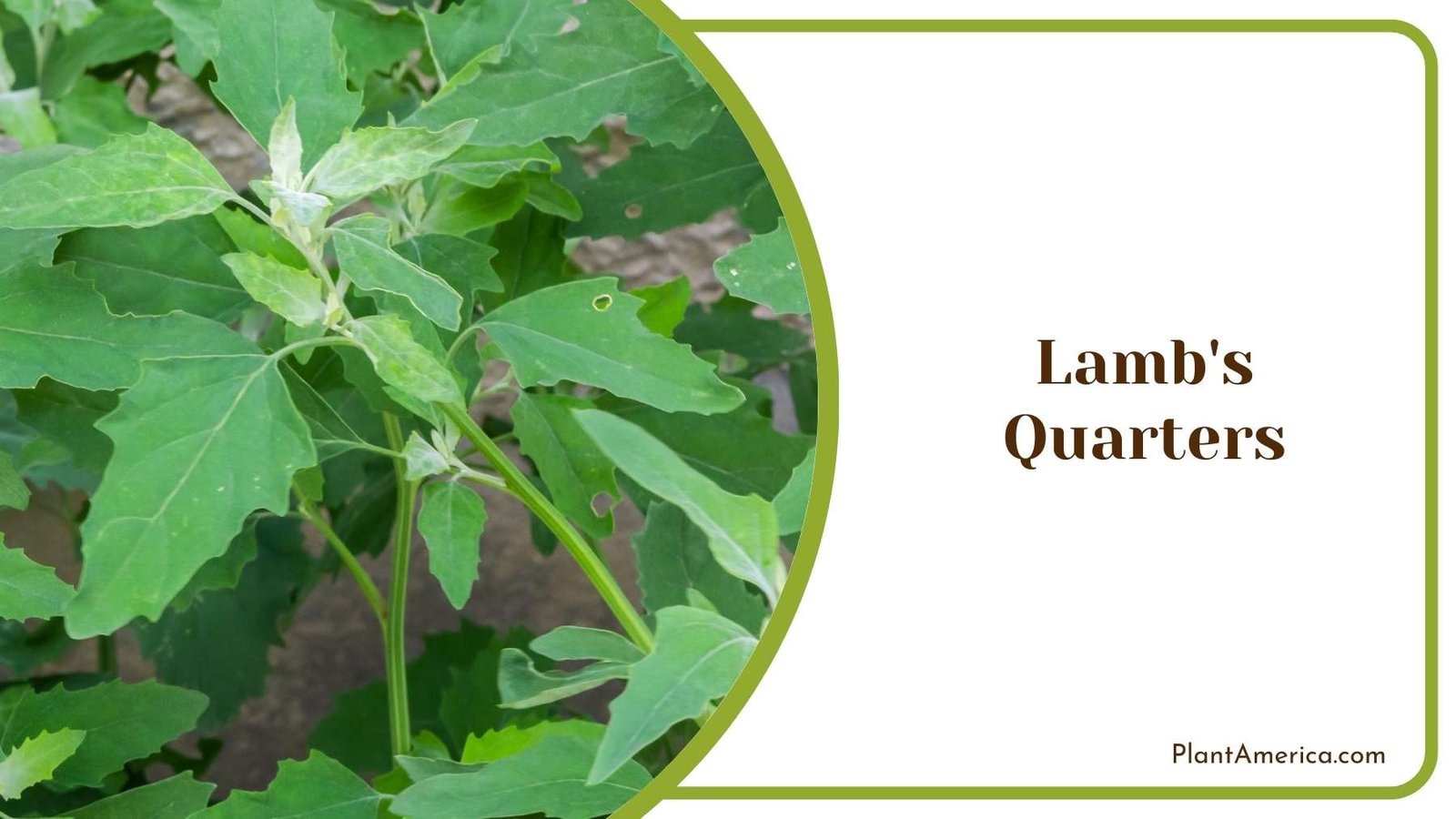 Lamb s Quarters Plant America