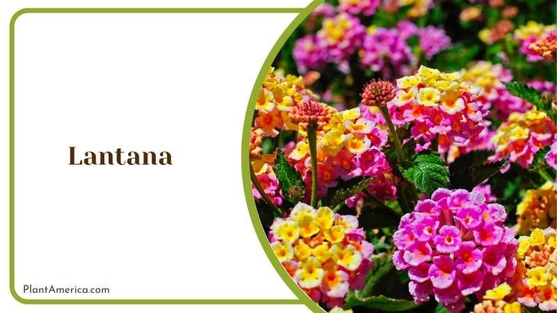 Lantana Colorful Flower Plant America Lantana Colorful Flower Plant America