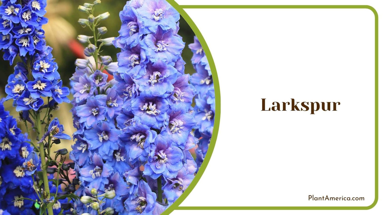 Larkspur Flowers Plant America